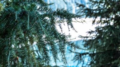 Tree branch spines 4k wallpaper