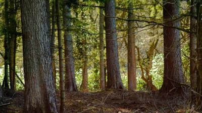 Tree branches bark 4k wallpaper