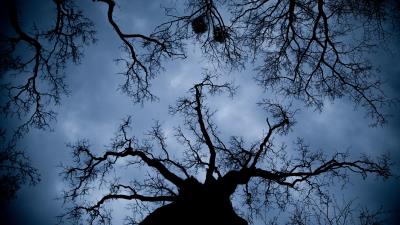 Tree branches bottom view 4k wallpaper