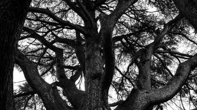 Tree branches bw 4k wallpaper