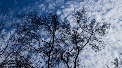 Tree branches clouds 4k wallpaper