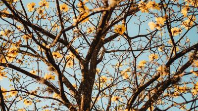 Tree branches flowers 4k wallpaper
