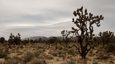 Tree branches grass image 4k wallpaper