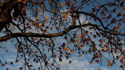 Tree branches leaves image 4k wallpaper