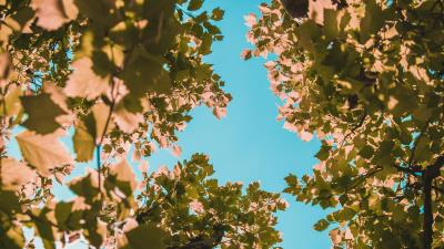 Tree branches leaves 4k wallpaper