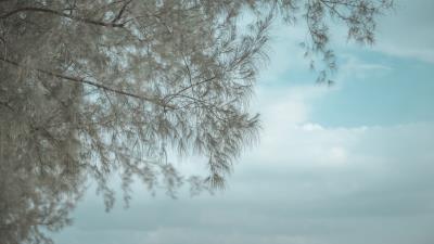 Tree branches reflection 4k wallpaper