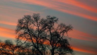 Tree branches sky 4k wallpaper