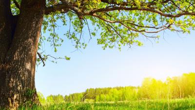 Tree branches spring leaves gardening sun 4k wallpaper