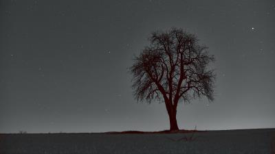 Tree branches starry sky 4k wallpaper