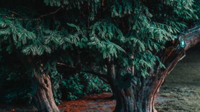 Tree coniferous evergreen 4k wallpaper