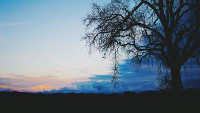 Tree dark clouds 4k wallpaper