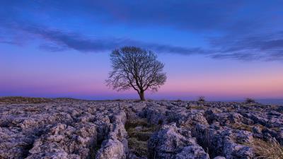 Tree dawn stones 4k wallpaper