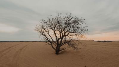 Tree desert sand 4k wallpaper