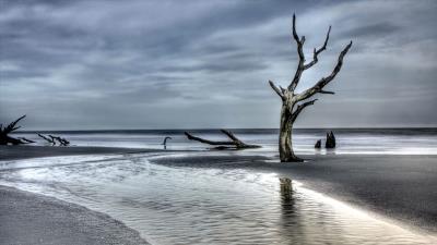 Tree driftwood coast 4k wallpaper