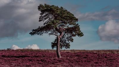 Tree erica arborea grass field 4k wallpaper