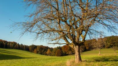 Tree field grass autumn 4k wallpaper