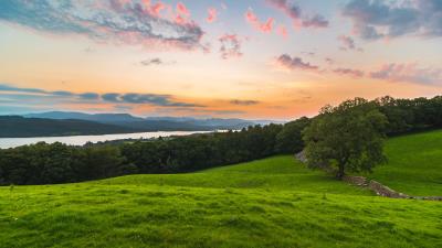 Tree field grass image 4k wallpaper