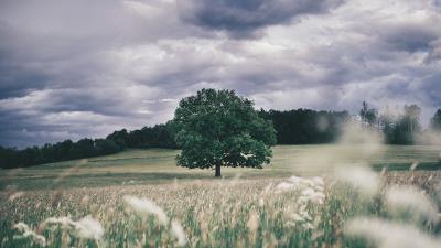 Tree field grass 4k wallpaper