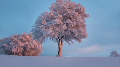 Tree frost snow 4k wallpaper