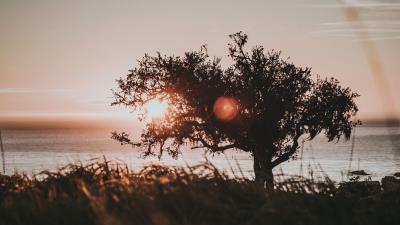 Tree glare sun 4k wallpaper