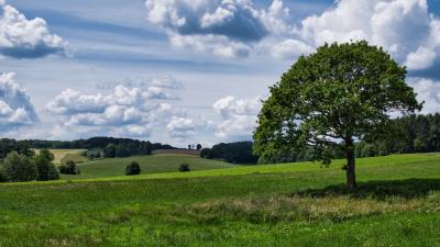 Tree grass field image 4k wallpaper