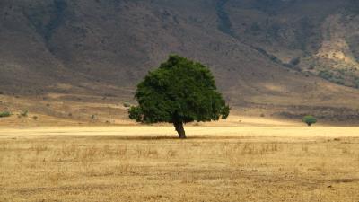 Tree grass field 4k wallpaper