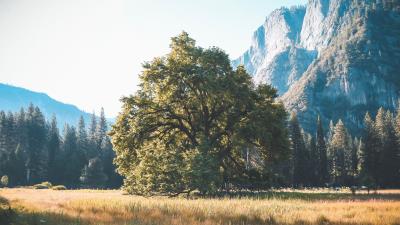 Tree grass mountains 4k wallpaper