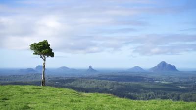 Tree grass rocks 4k wallpaper