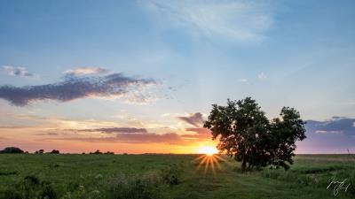 Tree heart sunset 4k wallpaper