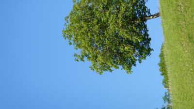 Tree hill grass 4k wallpaper