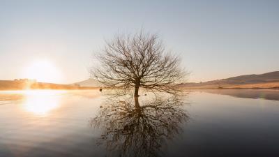 Tree horizon water 4k wallpaper