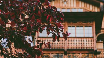 Tree house leaves 4k wallpaper