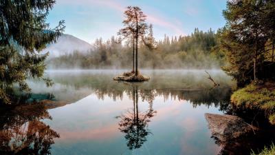 Tree lake branches 4k wallpaper