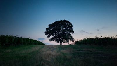 Tree landscape twilight 4k wallpaper
