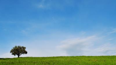 Tree lawn landscape 4k wallpaper