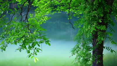 Tree leaves summer 4k wallpaper