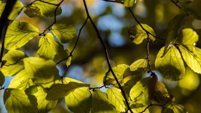 Tree leaves twig 4k wallpaper