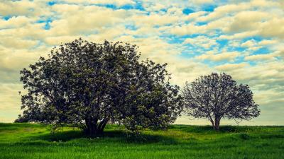 Tree meadow summer image 4k wallpaper