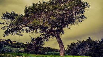 Tree meadow summer 4k wallpaper