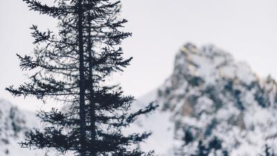 Tree mountain winter 4k wallpaper