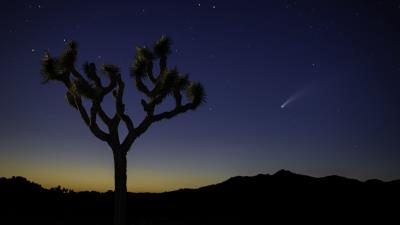 Tree night desert 4k wallpaper