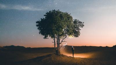 Tree night silhouette 4k wallpaper