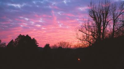 Tree night sky sunset 4k wallpaper