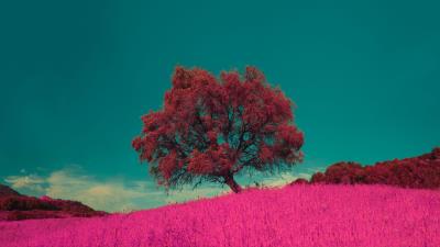 Tree pink photoshop 4k wallpaper