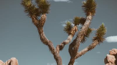 Tree prickly plant 4k wallpaper