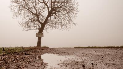 Tree puddle fog 4k wallpaper