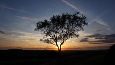 Tree rays sun 4k wallpaper