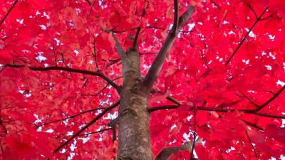 Tree red branches 4k wallpaper