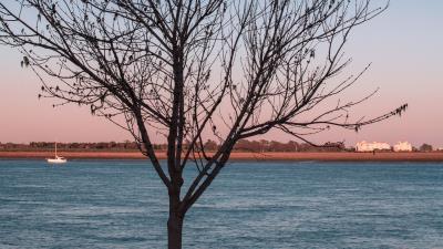 Tree river moon 4k wallpaper