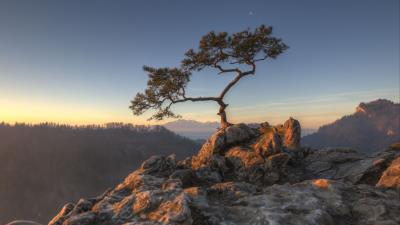 Tree rocks cliff 4k wallpaper